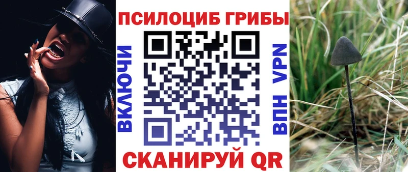 хочу   Каргат  MEGA рабочий сайт  Галлюциногенные грибы Psilocybine cubensis 